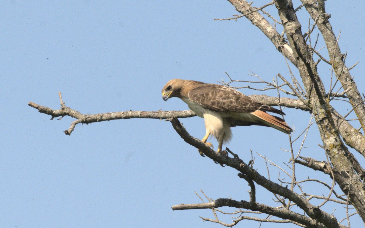 Red-tailed Hawk - George Gerules & Ann Steffen