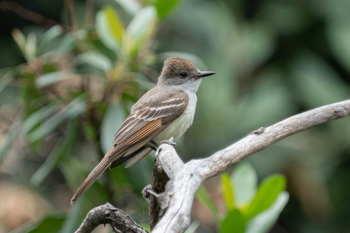 Ash-throated Flycatcher - Thomas Van Huss