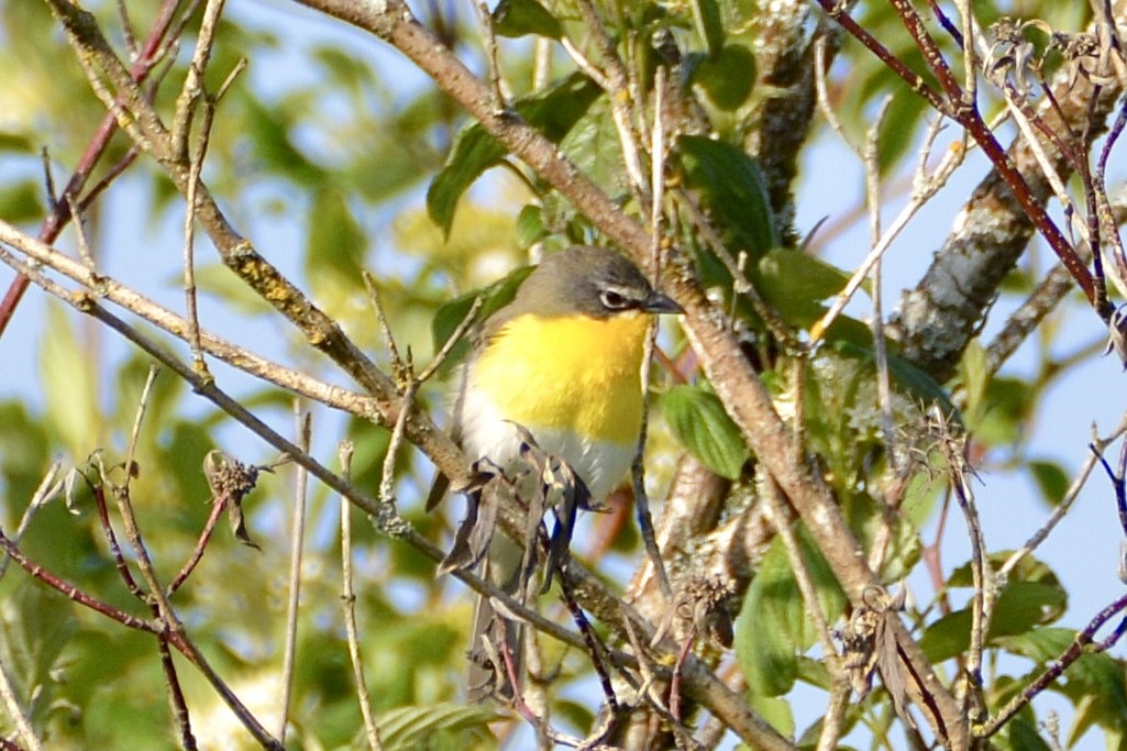 Yellow-breasted Chat - ML619366926