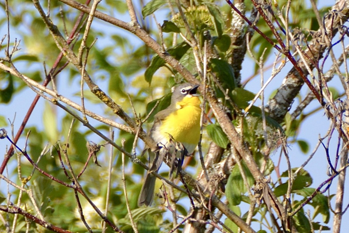 Yellow-breasted Chat - ML619366927