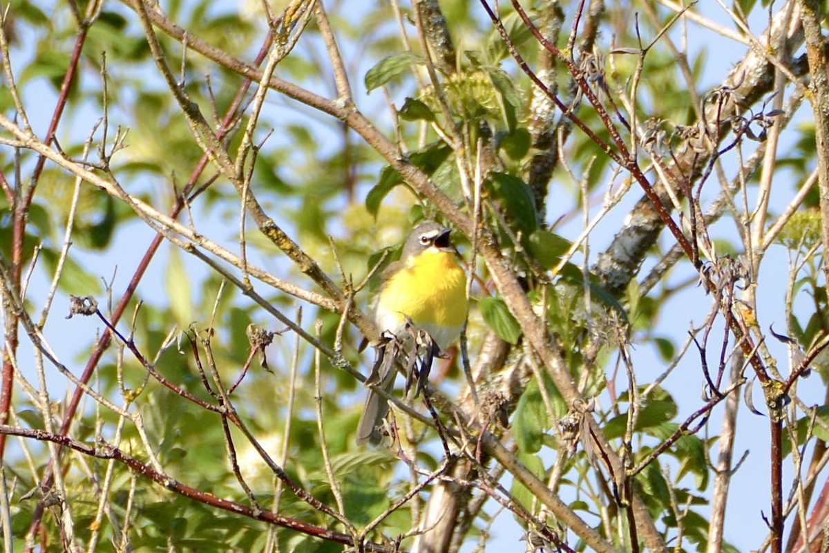 Yellow-breasted Chat - ML619366928