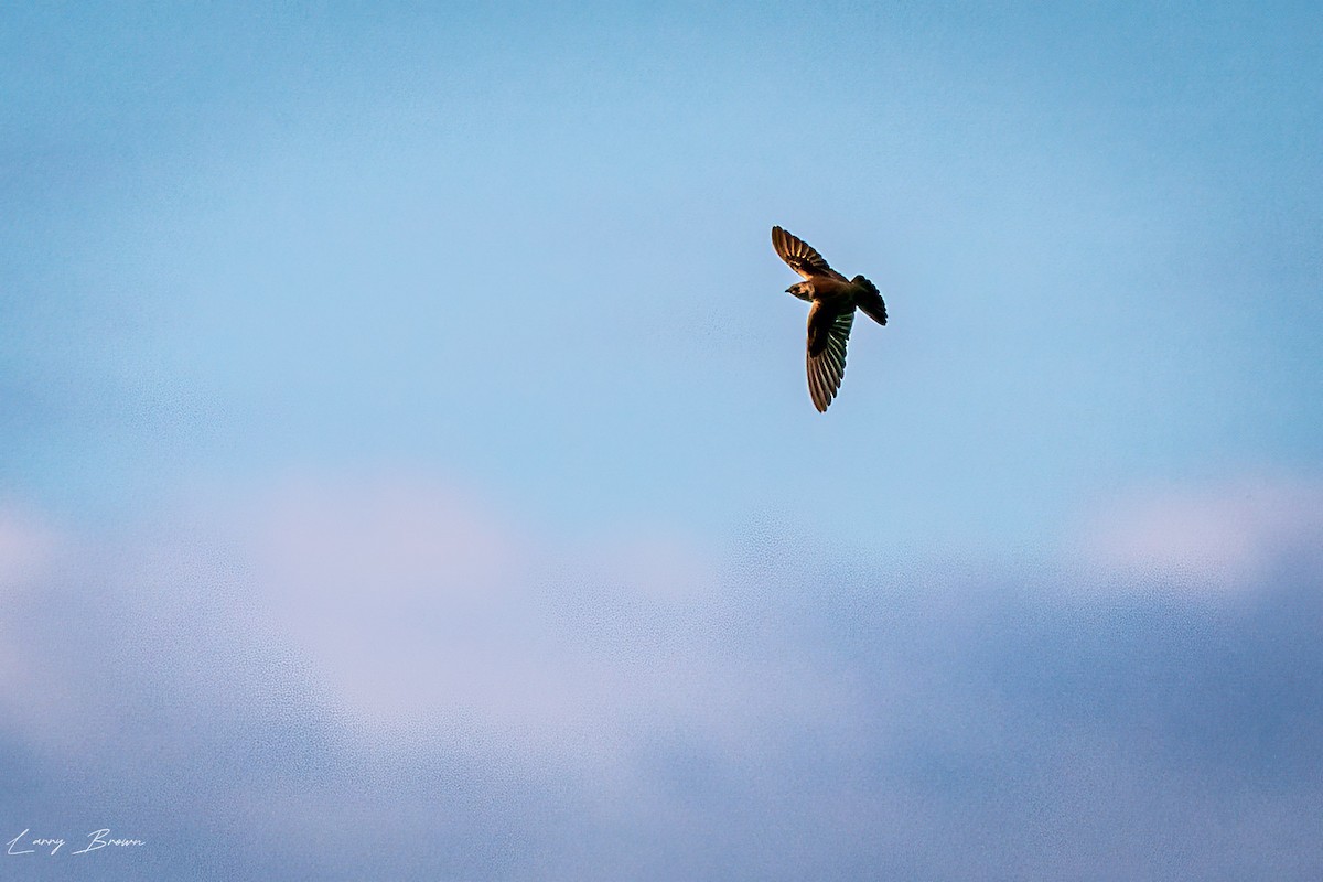 Northern Rough-winged Swallow - ML619366933