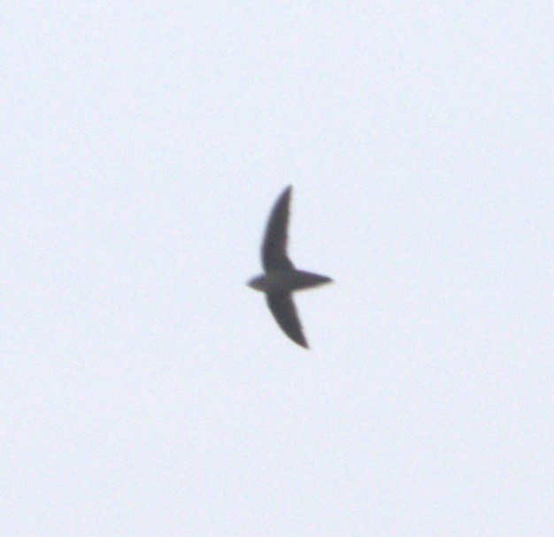 Chimney Swift - ML619366947