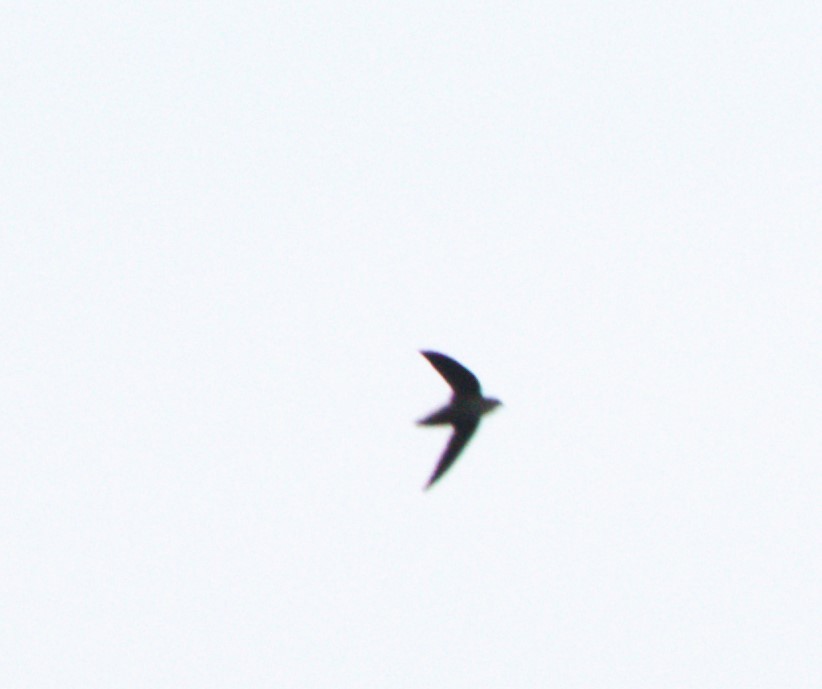 Schornsteinsegler - ML619366948