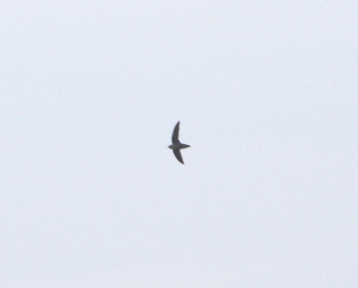 Chimney Swift - Scott Lewis