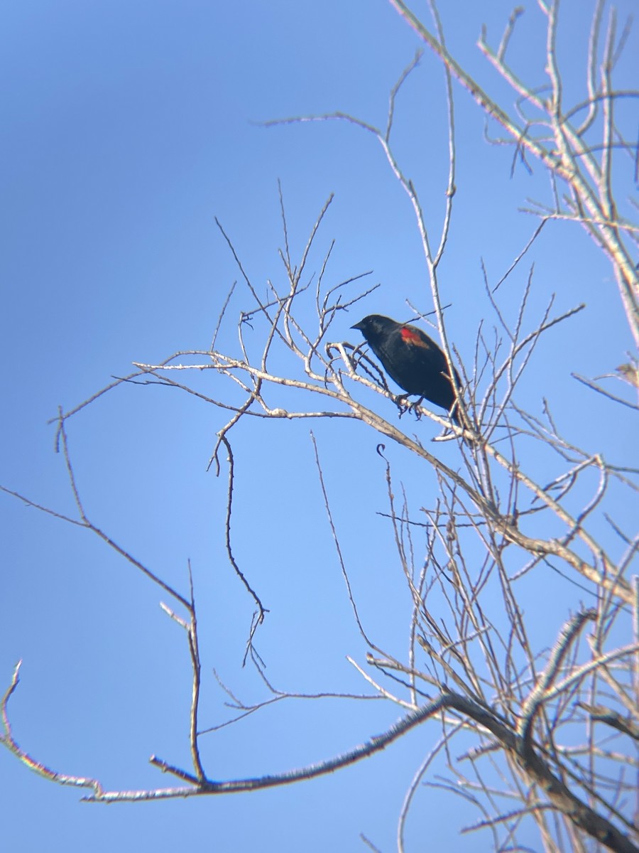 Red-winged Blackbird - Tori R.