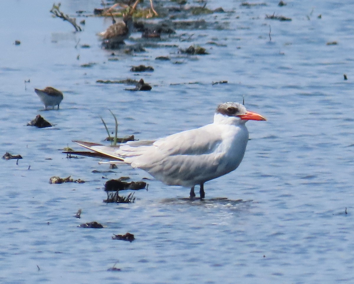 Caspian Tern - ML619366969