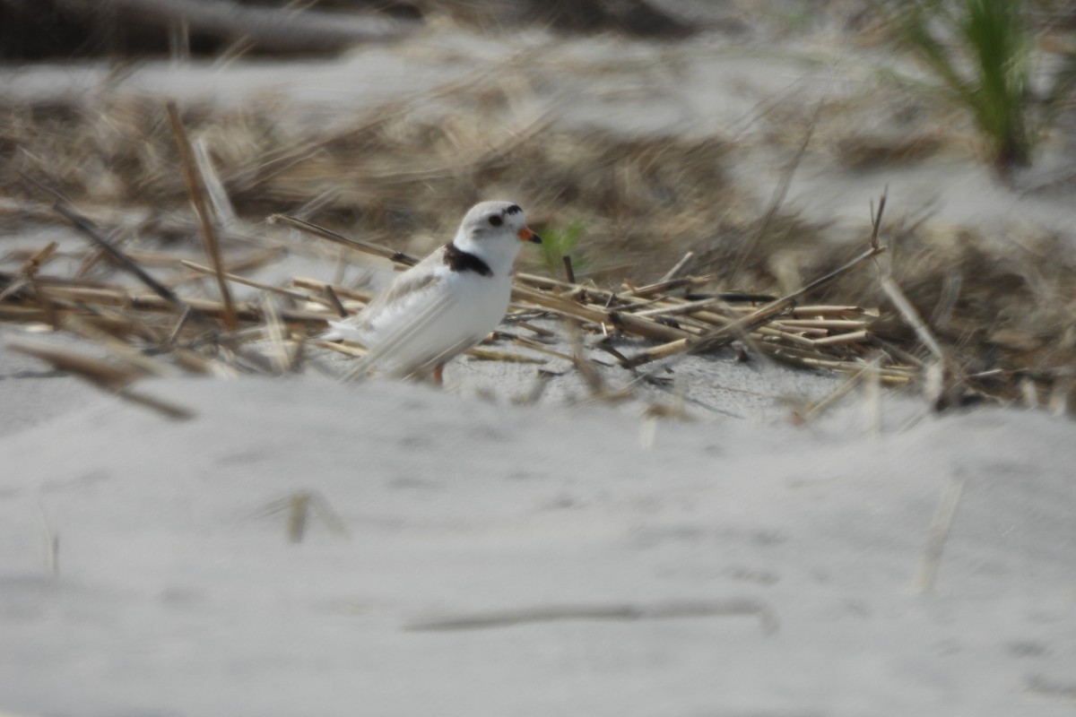 Piping Plover - Dave Milsom