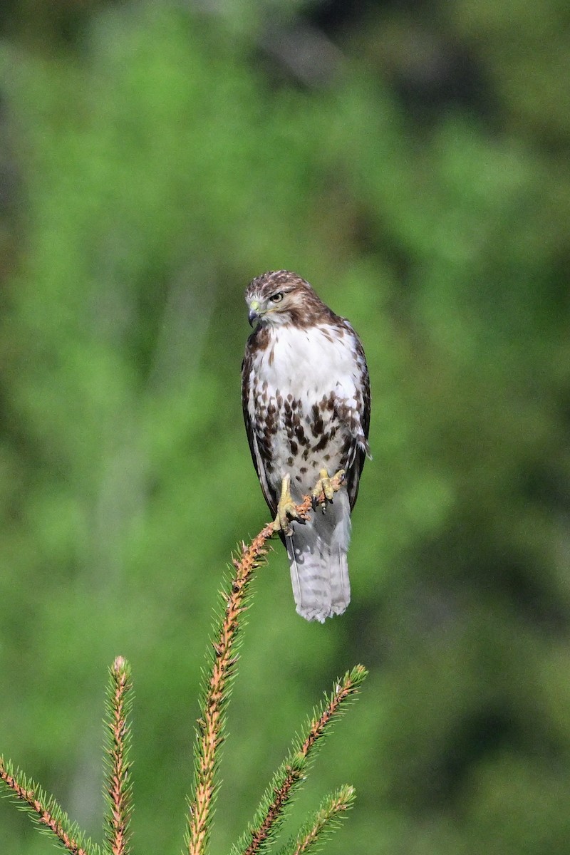 Red-tailed Hawk - Serg Tremblay