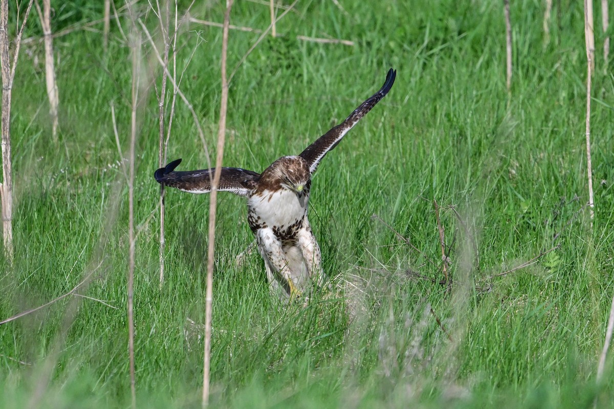 Red-tailed Hawk - Serg Tremblay