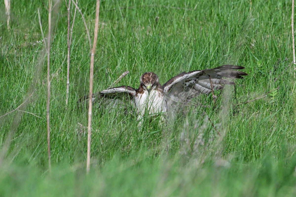 Red-tailed Hawk - Serg Tremblay