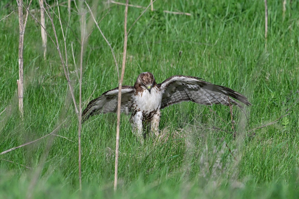 Red-tailed Hawk - Serg Tremblay