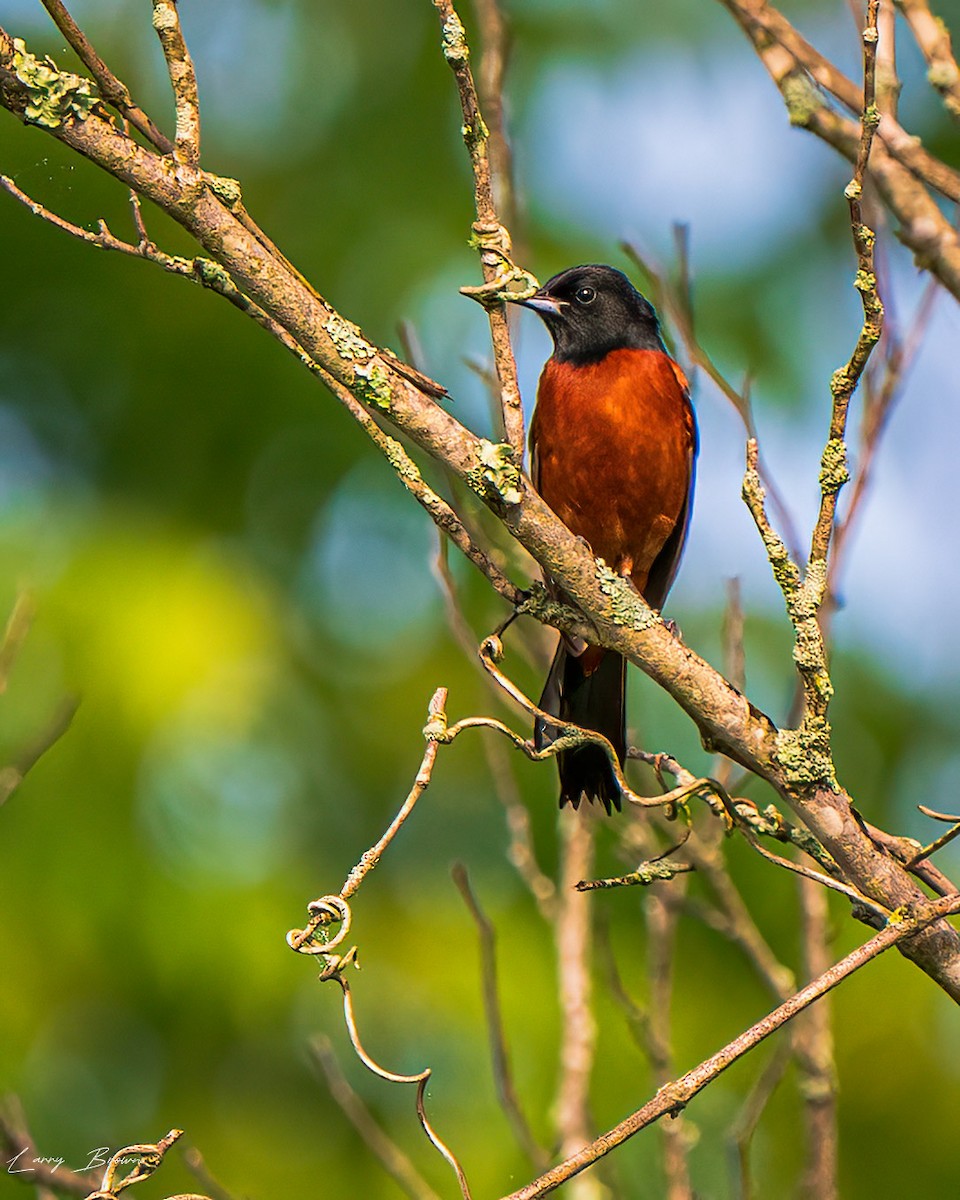 Orchard Oriole - Larry Brown