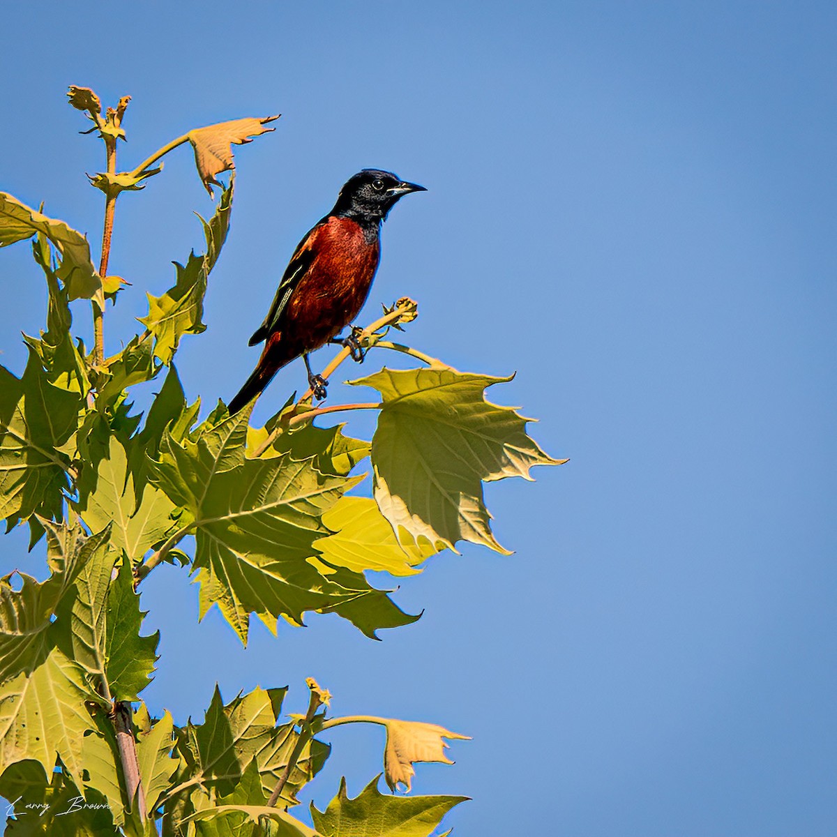 Orchard Oriole - Larry Brown