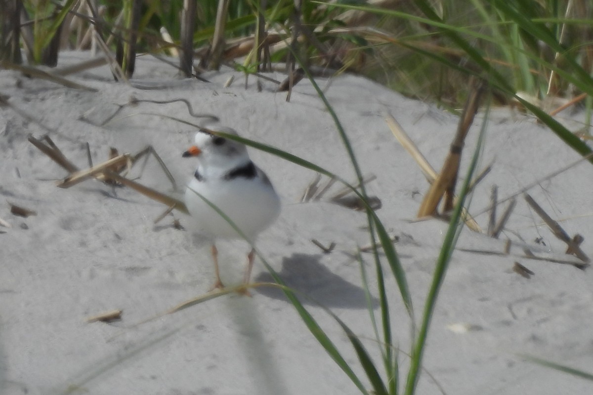 Piping Plover - Dave Milsom