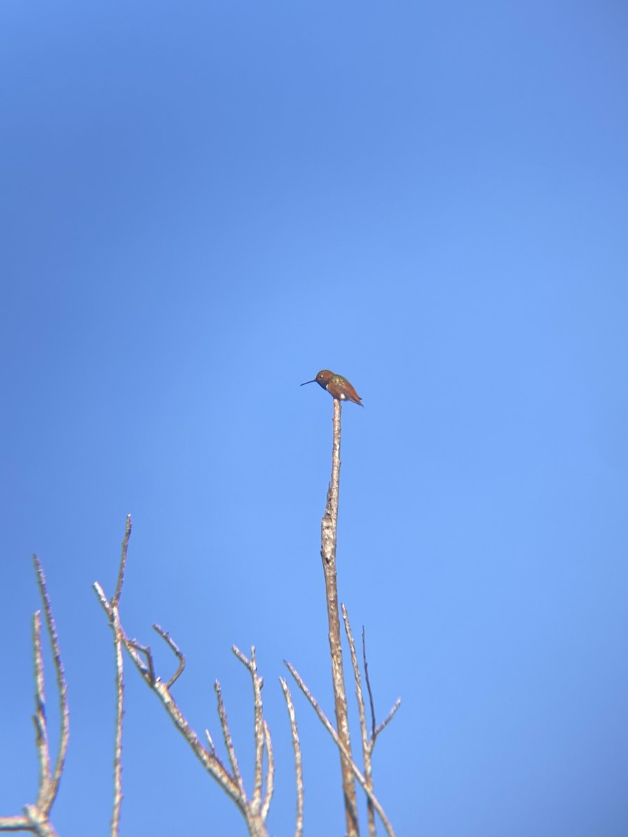 Allen's Hummingbird - Tori R.