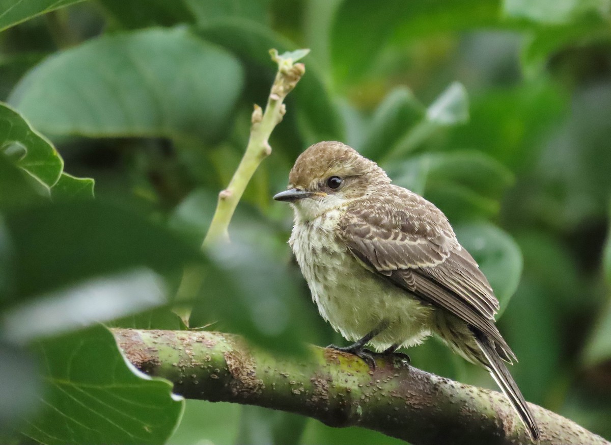 Vermilion Flycatcher - ML619367065