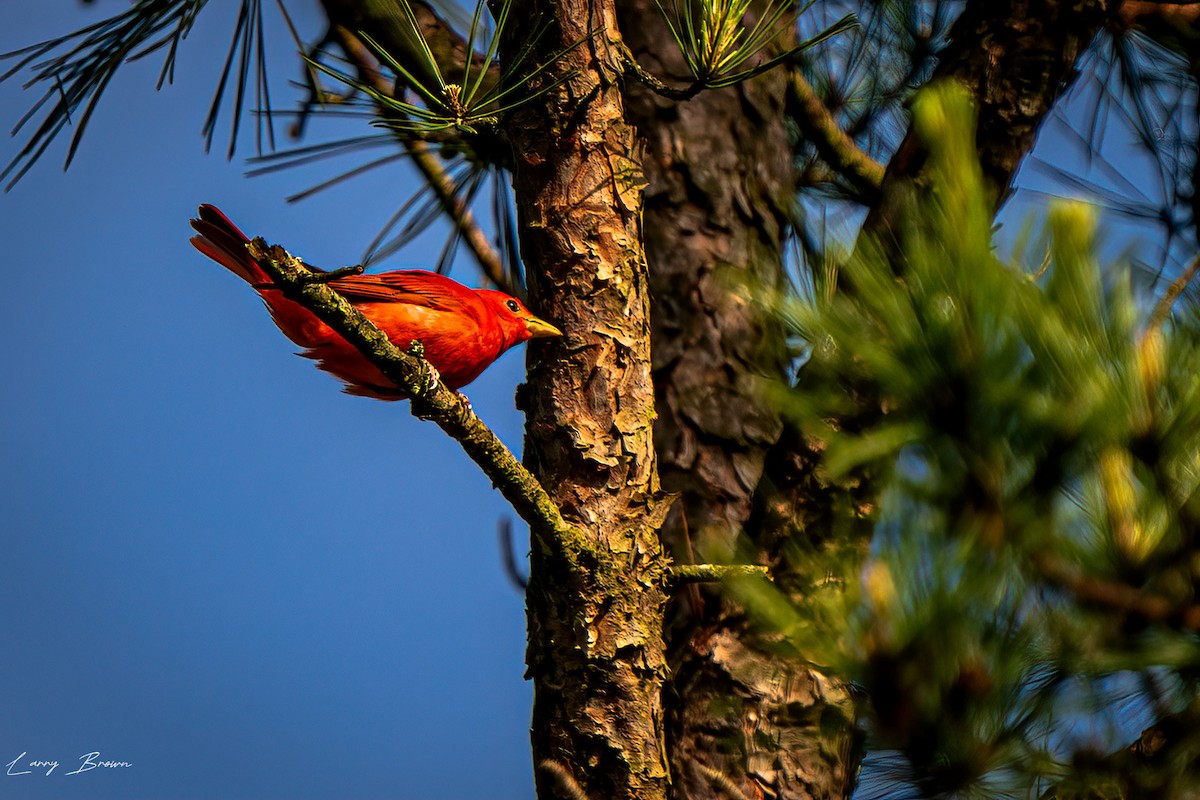 Summer Tanager - Larry Brown