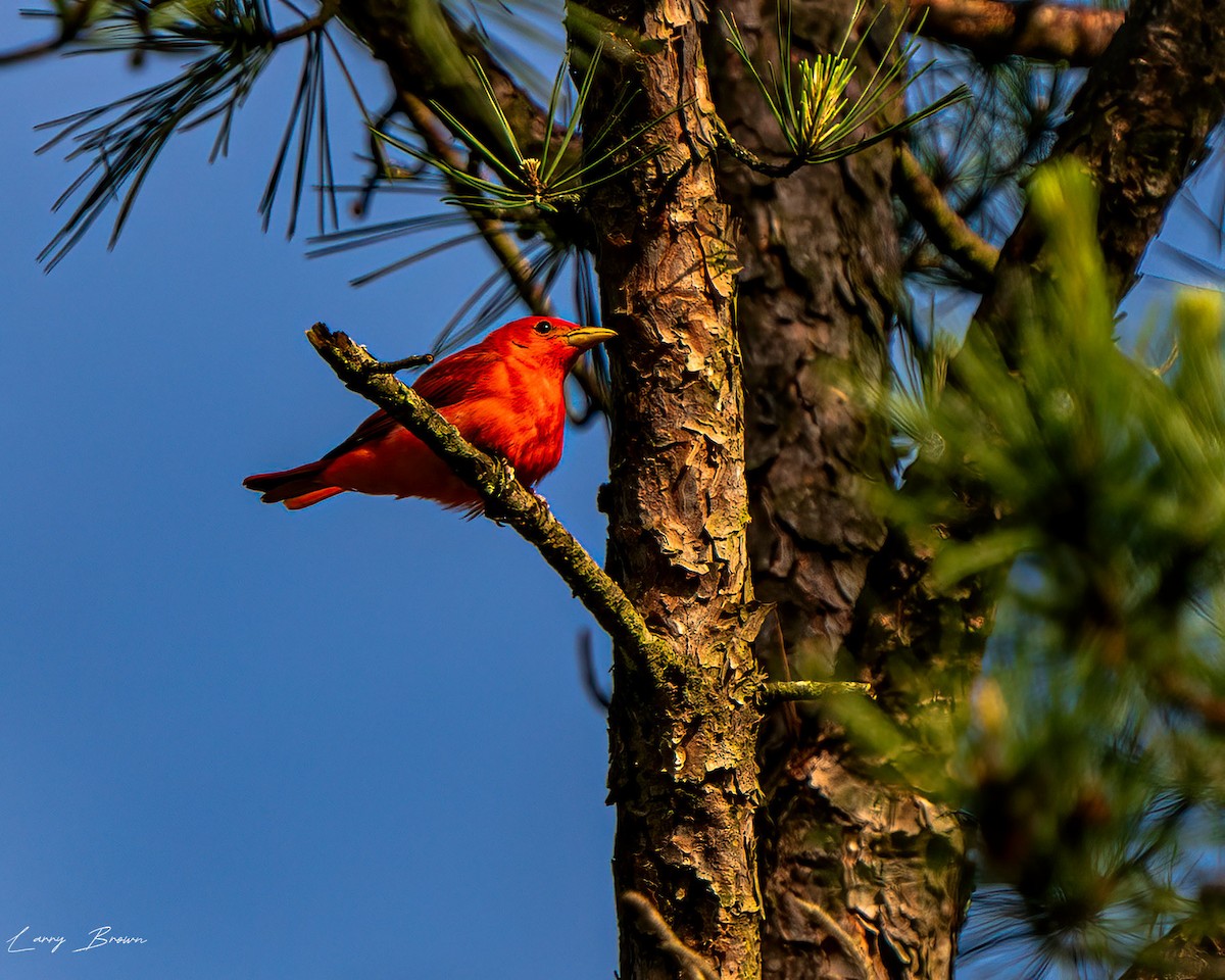 Summer Tanager - Larry Brown