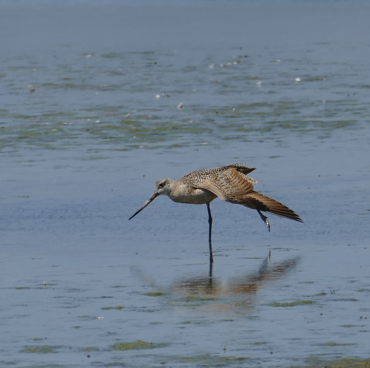 Marbled Godwit - ML619367085