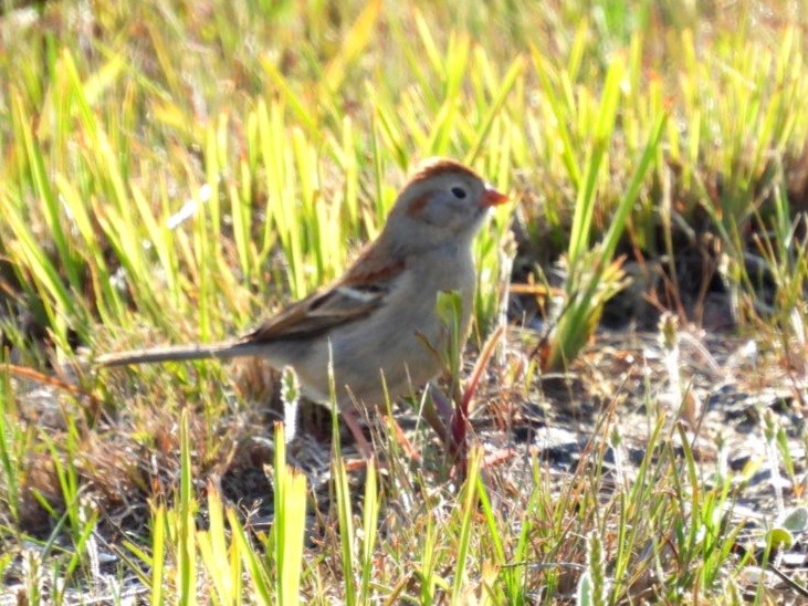 Field Sparrow - Donna Ortuso