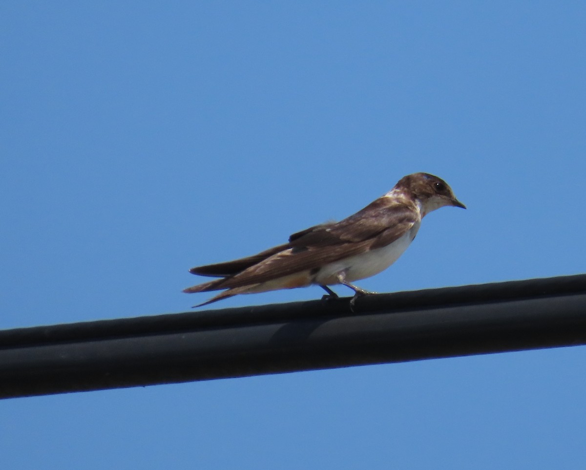 Northern Rough-winged Swallow - ML619367114