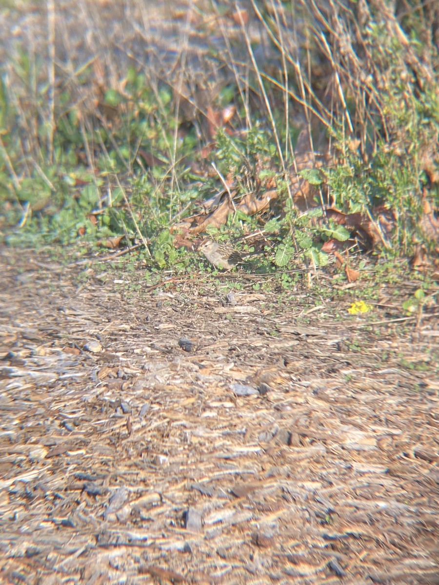 White-crowned Sparrow - Tori R.