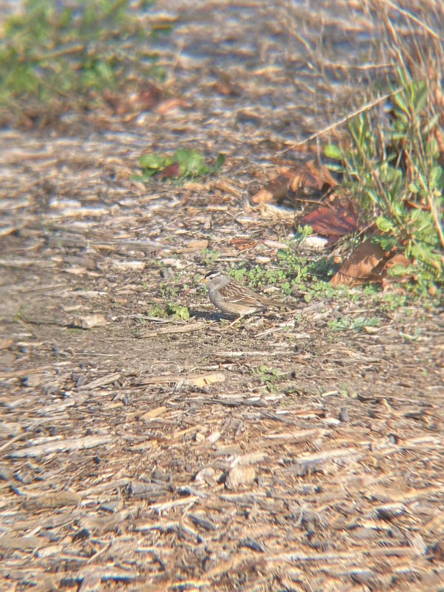 White-crowned Sparrow - Tori R.