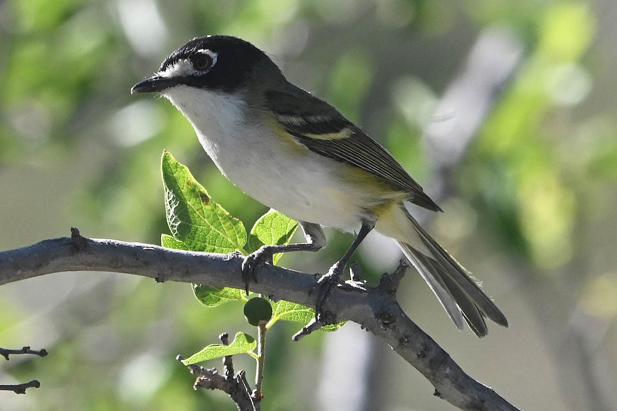 Black-capped Vireo - Troy Hibbitts