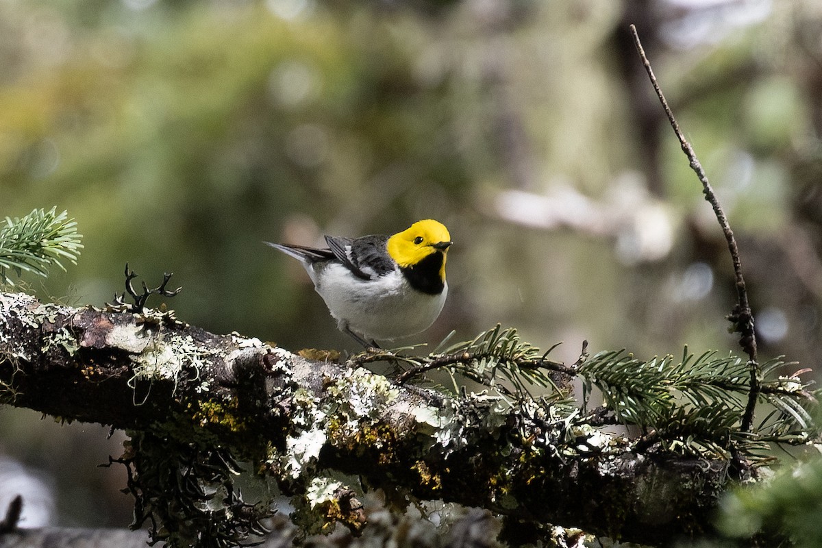 Hermit Warbler - ML619367127