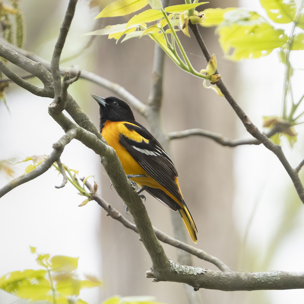 Baltimore Oriole - Kara Zanni