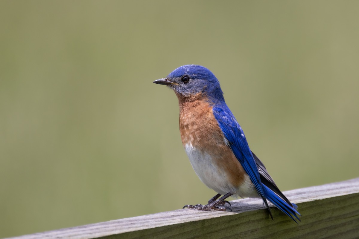 Eastern Bluebird - Andy Wilson