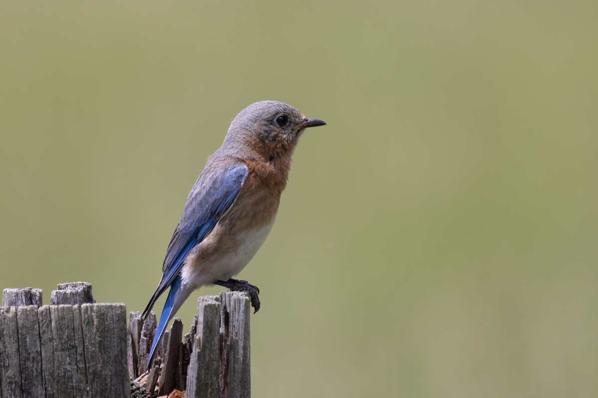 Eastern Bluebird - Andy Wilson