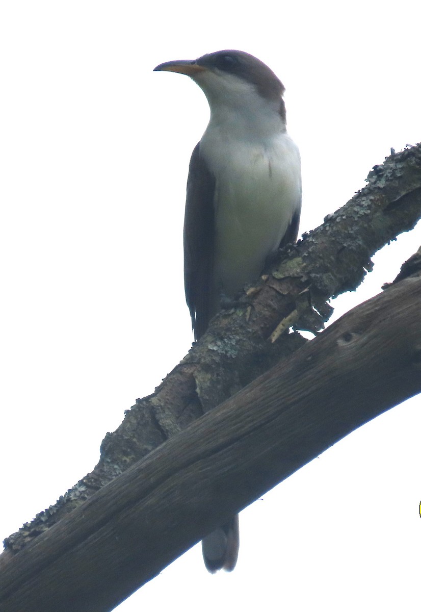 Yellow-billed Cuckoo - ML619367133