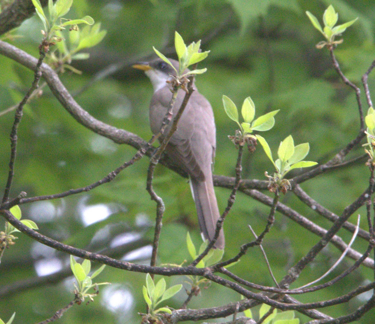 Yellow-billed Cuckoo - ML619367136