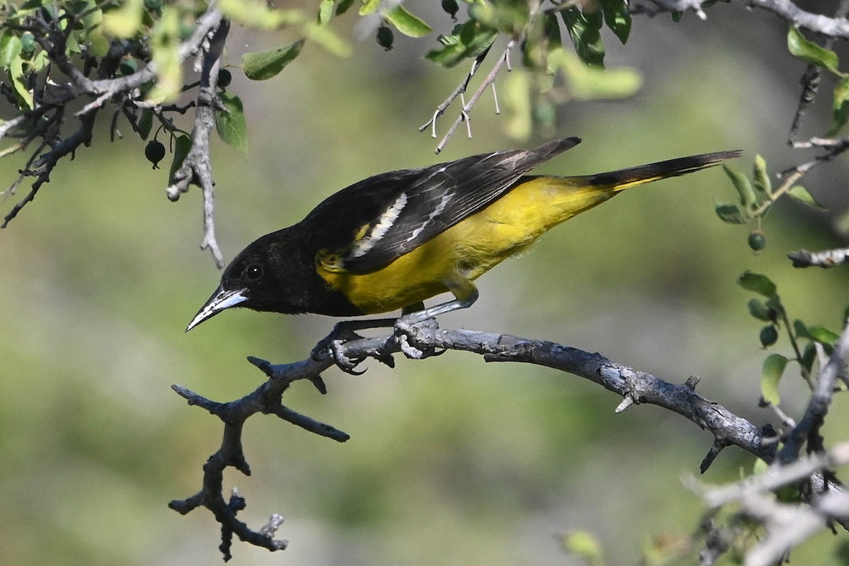 Scott's Oriole - ML619367139