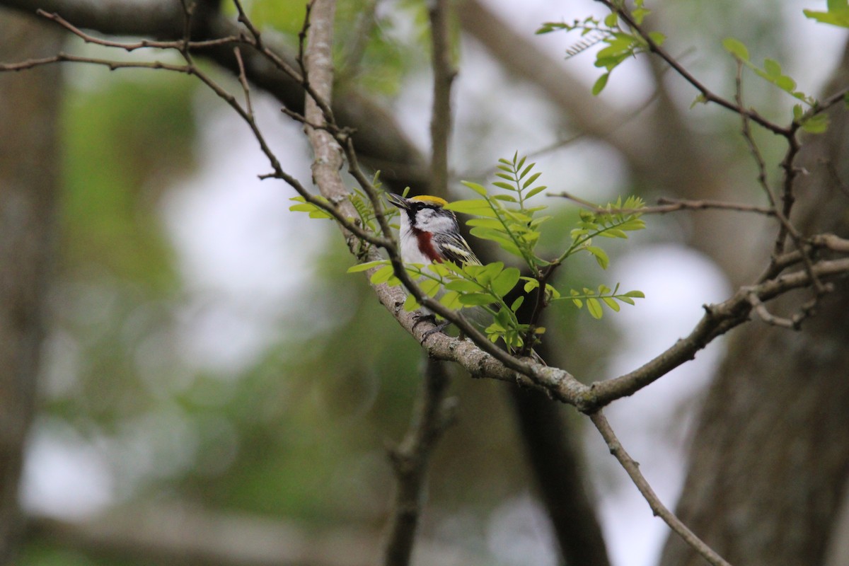 Chestnut-sided Warbler - Kevin Wistrom