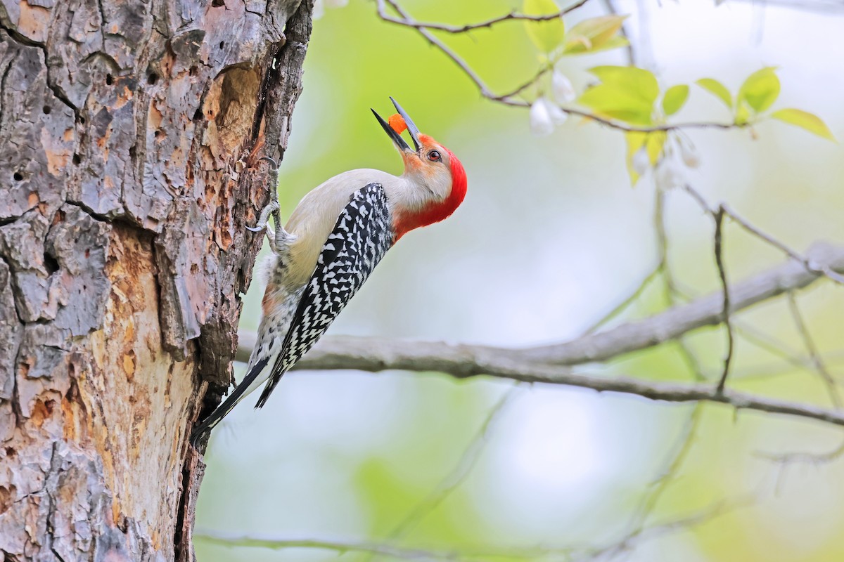 Red-bellied Woodpecker - Nathan Wall