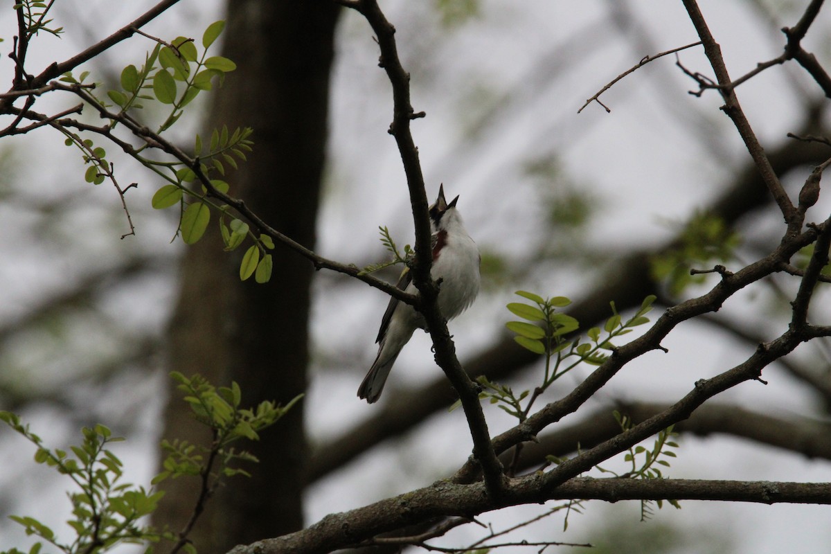 Chestnut-sided Warbler - Kevin Wistrom