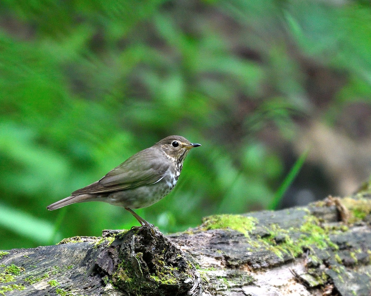 Swainson's Thrush - Jaime Thomas