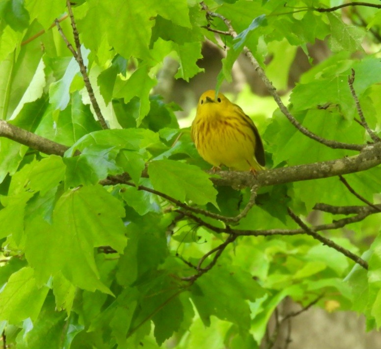 Yellow Warbler - Donna Ortuso