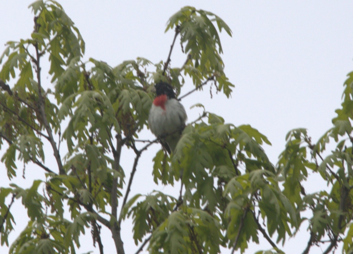 Rose-breasted Grosbeak - Scott Lewis