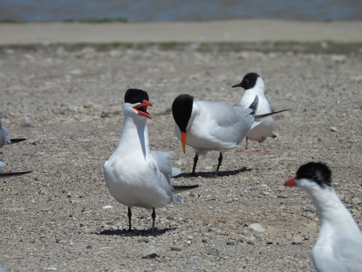 Caspian Tern - ML619367170