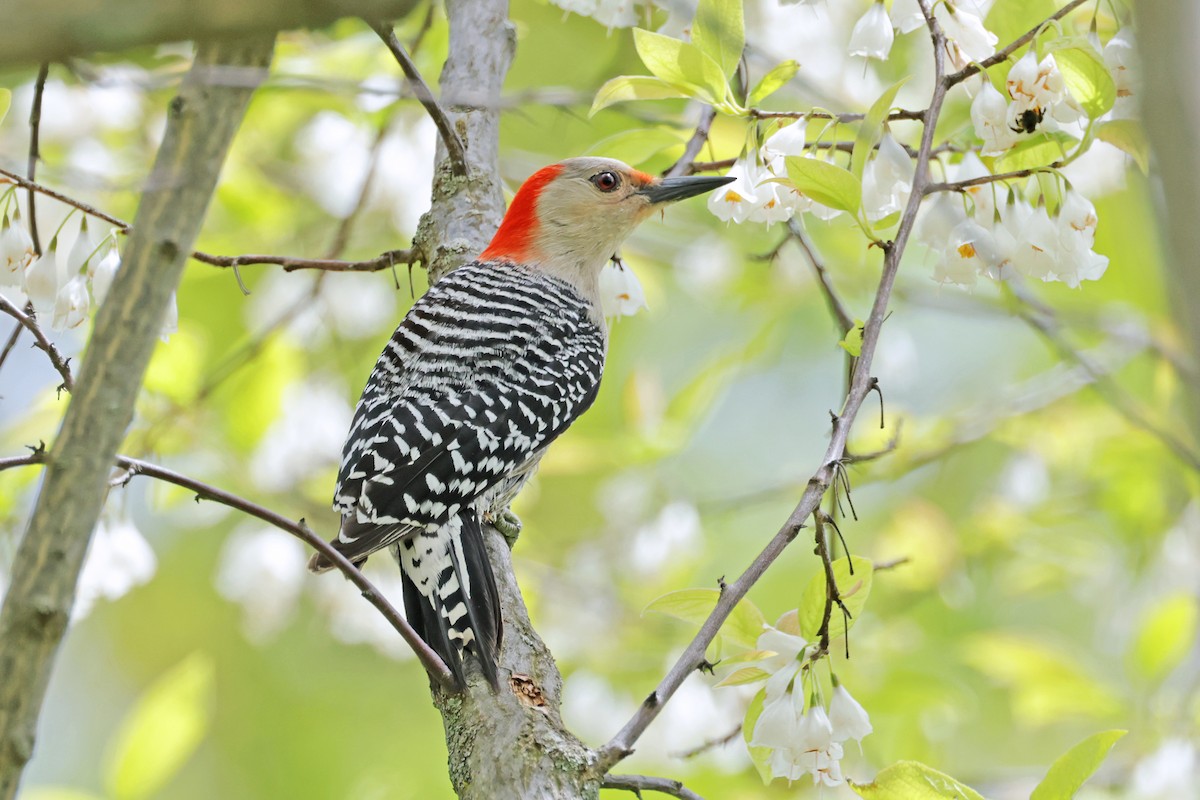 Red-bellied Woodpecker - Nathan Wall
