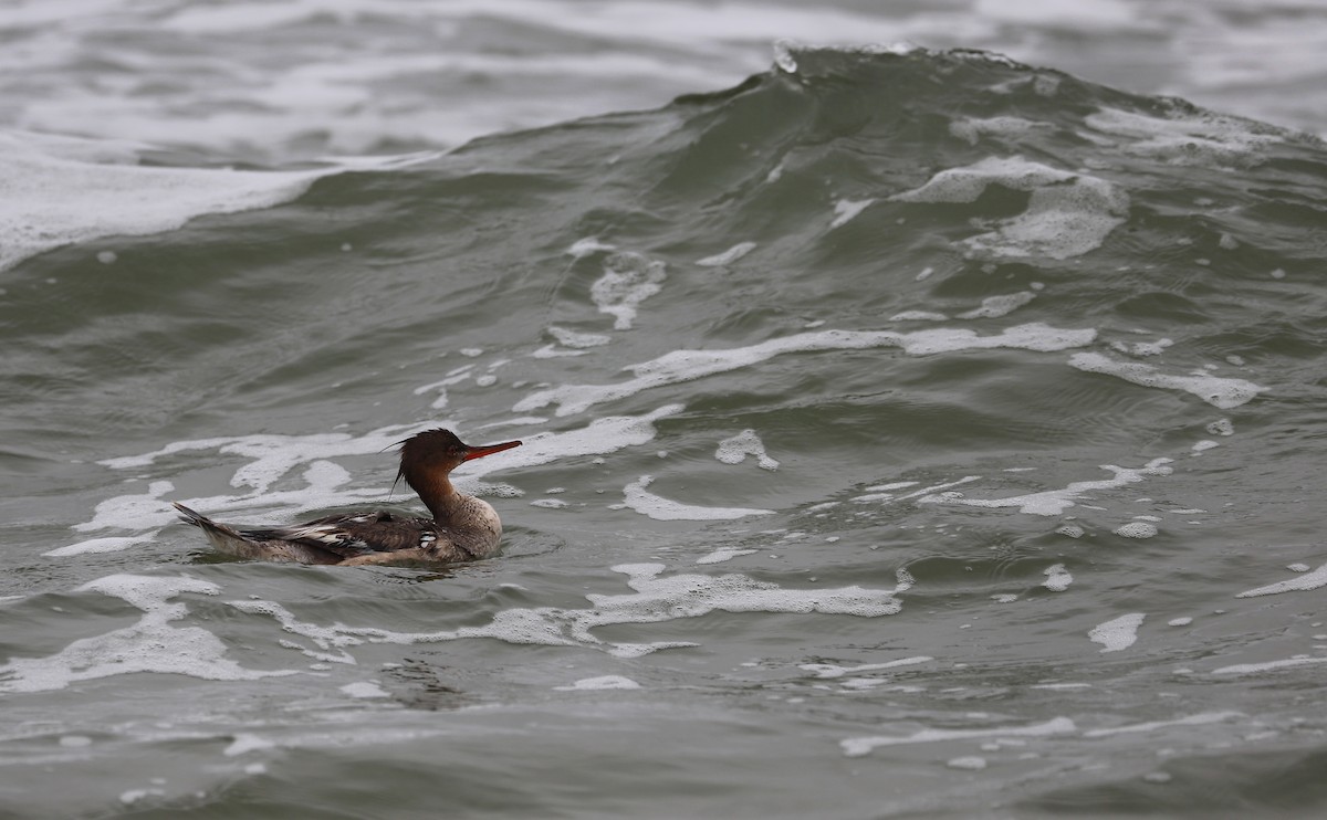 Red-breasted Merganser - Rob Bielawski