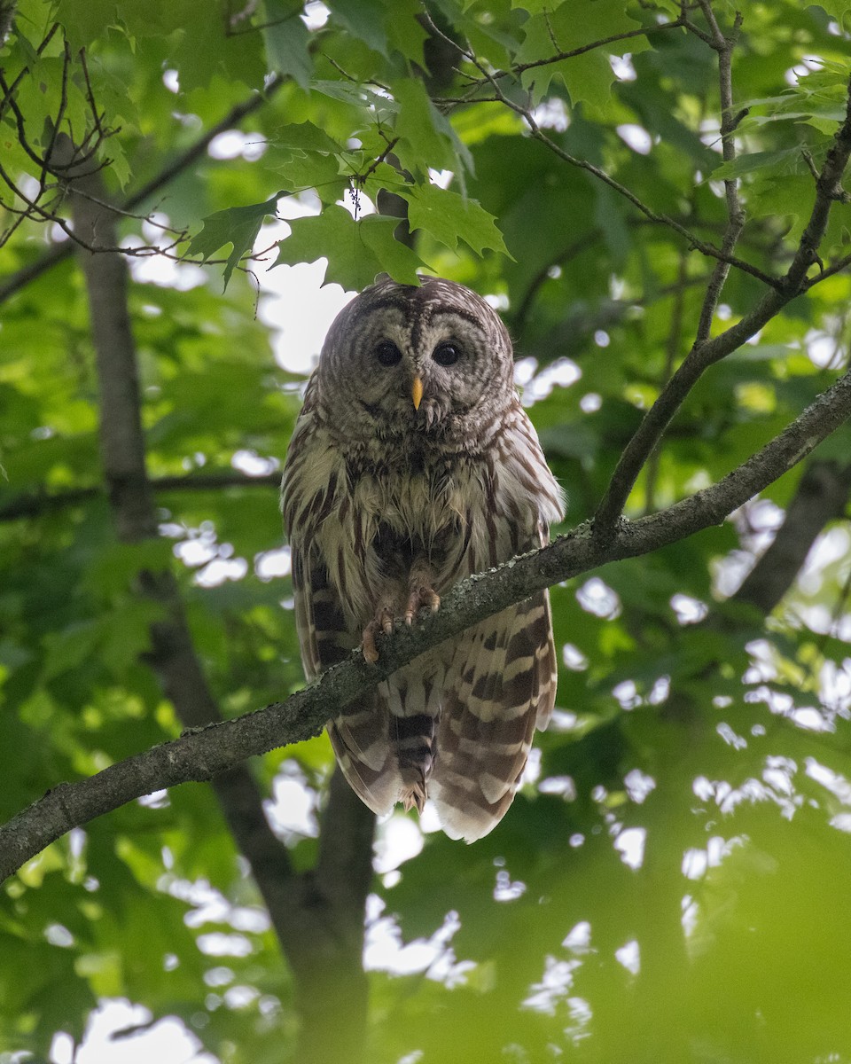 Barred Owl - Andy Wilson