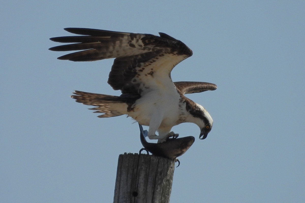 Osprey - ML619367197