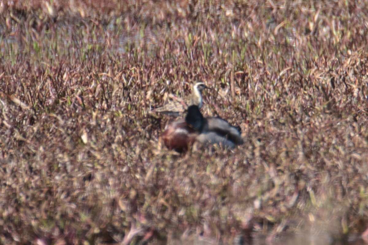 Pacific Golden-Plover - ML619367199