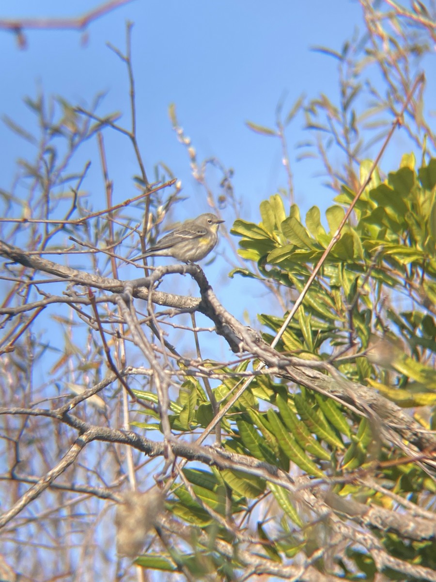 Yellow-rumped Warbler - Tori R.