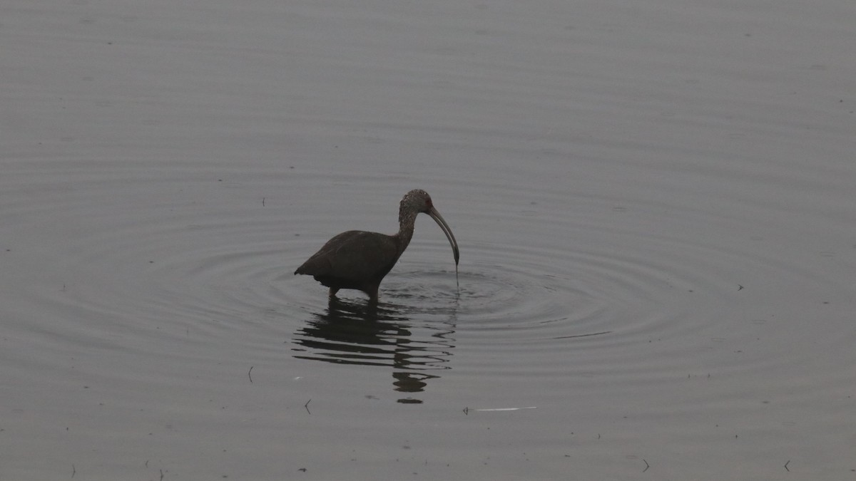 Ibis à face blanche - ML619367210